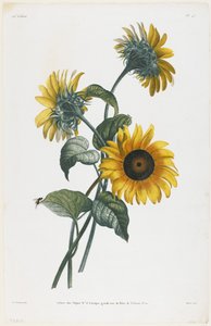 Studio di Girasoli, 1805